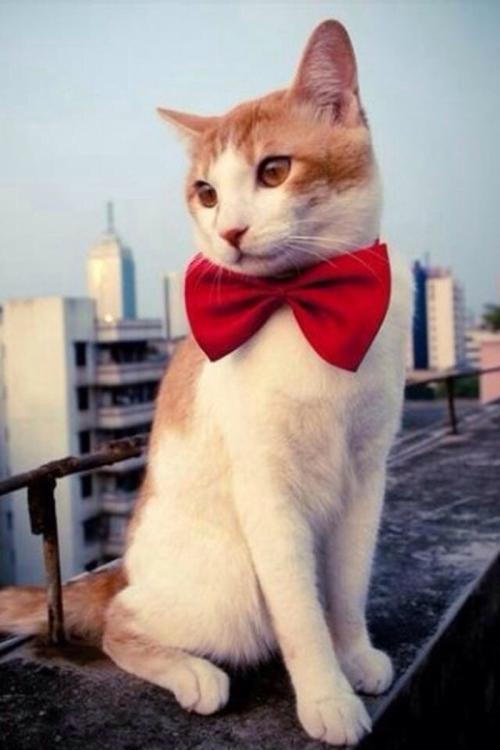 ίʮߴȫٿ桰ʮ塱׶չͼ