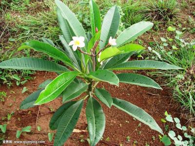 ÕÔÀÖ¼Ê:½øÒ»²½Íƶ¯×öºÃÖÐÑ뵥λÄÚ²¿Ñ²ÊÓ¹¤×÷